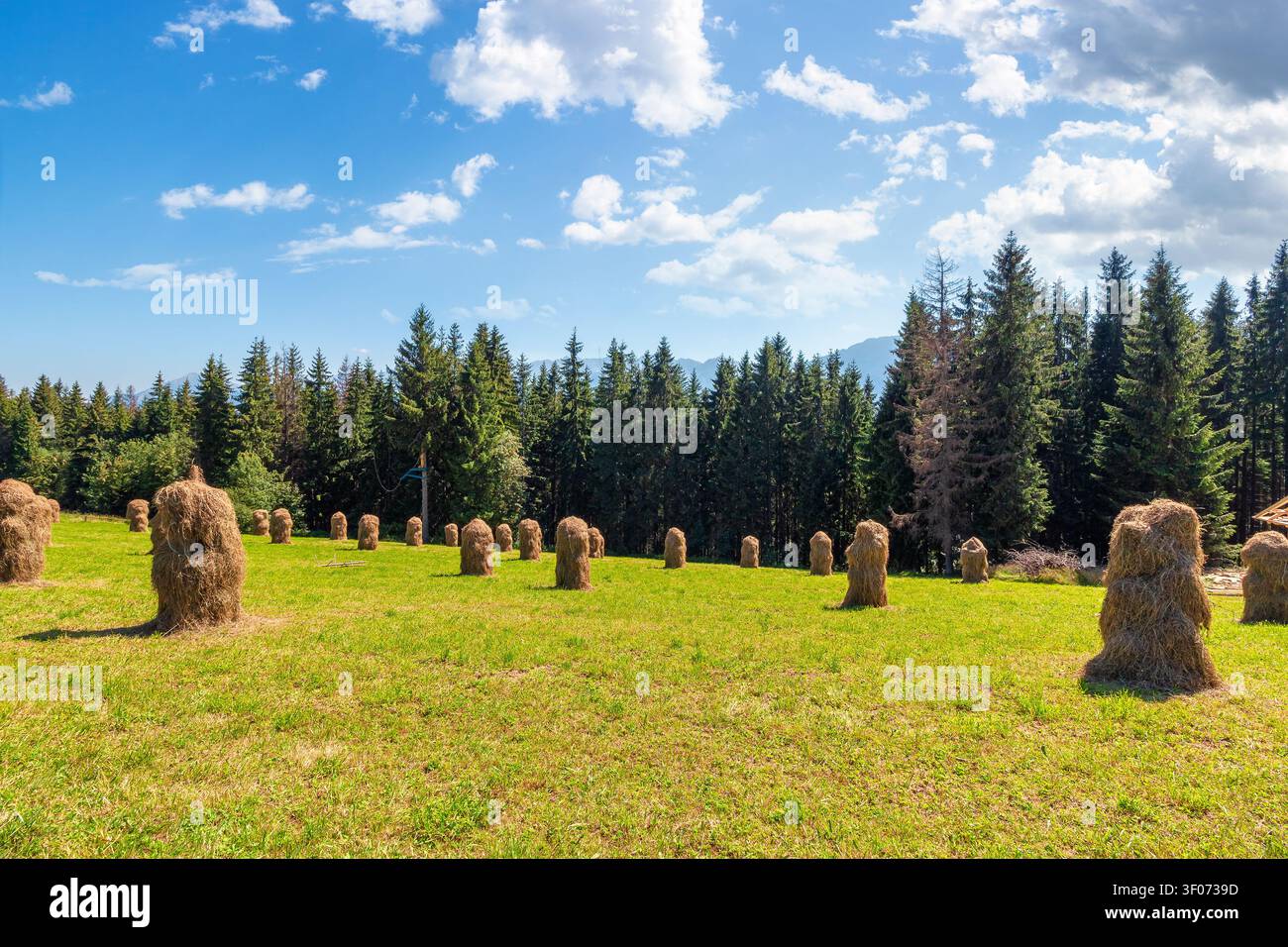 rural landscape with coniferous forest on a green hill. spruce trees on grassy meadow in tatra mountains. summer vacation in poland Stock Photo
