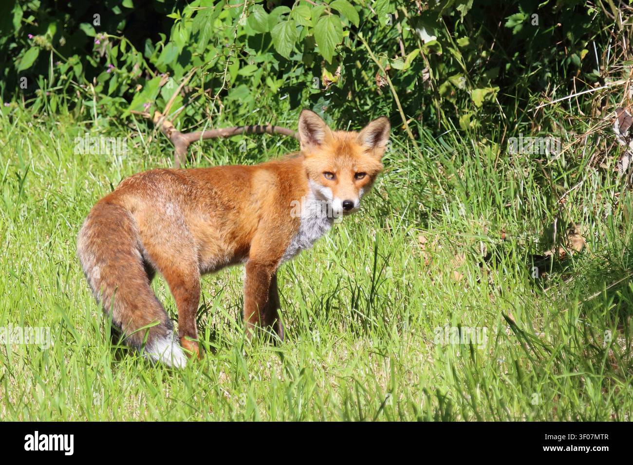 Rotfuchs / Red fox / Vulpes vulpes Stock Photo