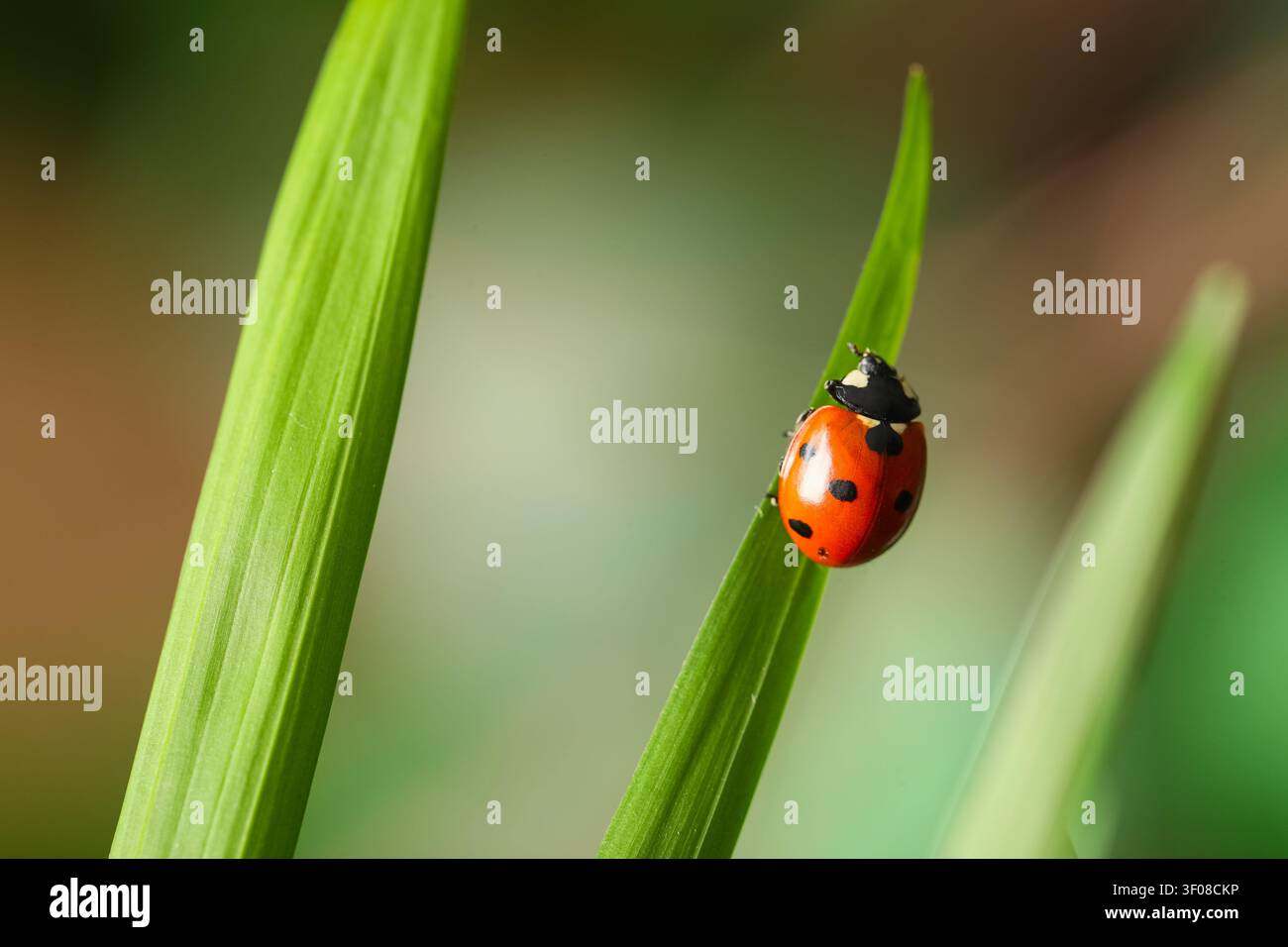 ladybug climbing on green grass blade macro Stock Photo