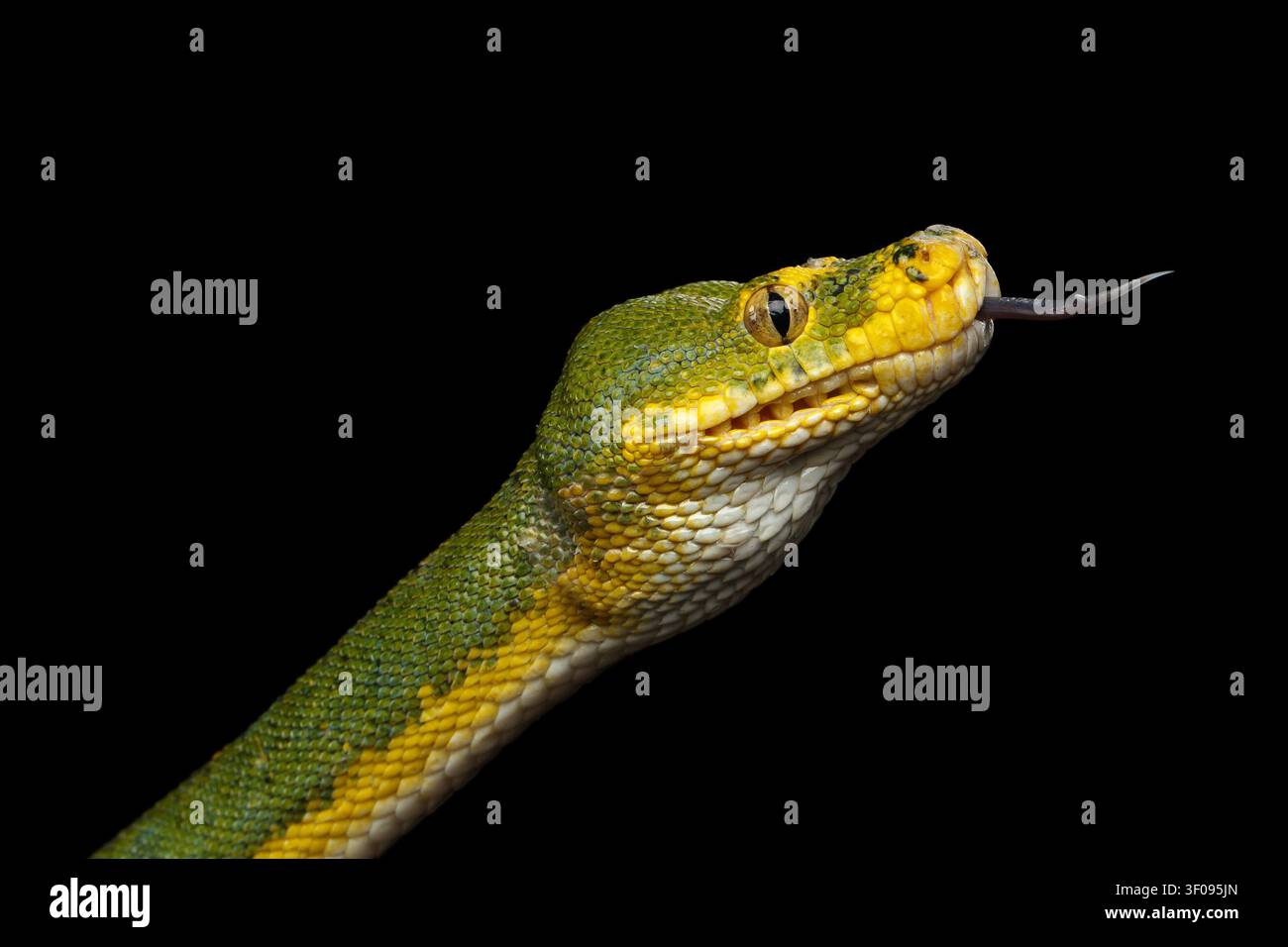 Close-up Green Tree Python Snake in Attack. Morelia viridis. Isolated black background Stock Photo