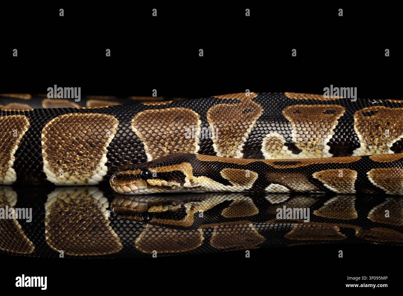Ball or Royal python Snake. Python regius. on Isolated black background with reflection Stock Photo