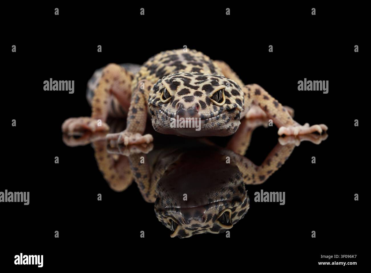 Leopard Gecko Eublepharis macularius Isolated Black Background with reflection, Front view on predator Stock Photo