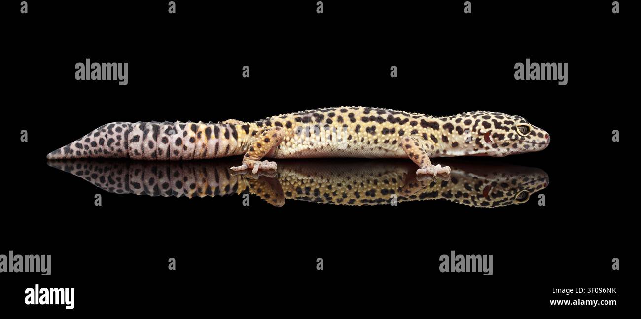 Leopard Gecko Eublepharis macularius Isolated Black Background with reflection, Side view on full length Stock Photo