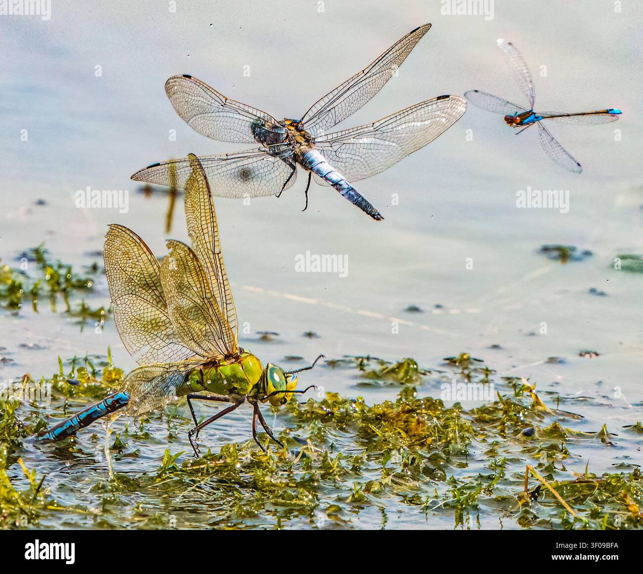 Three Species of Dragonfly Stock Photo