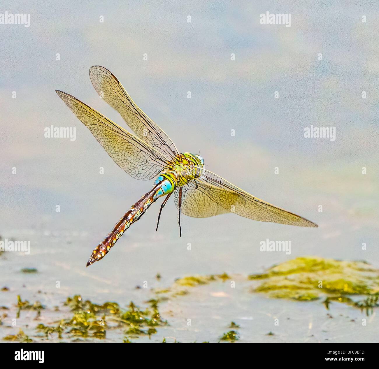 Female Emperor Dragonfly in Flight Stock Photo