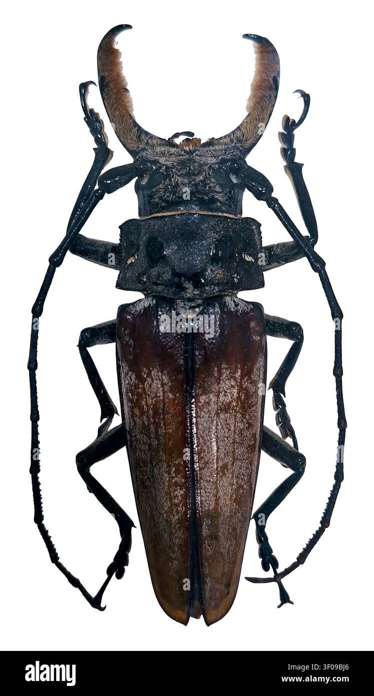 Callipogon barbatus hi-res stock photography and images - Alamy