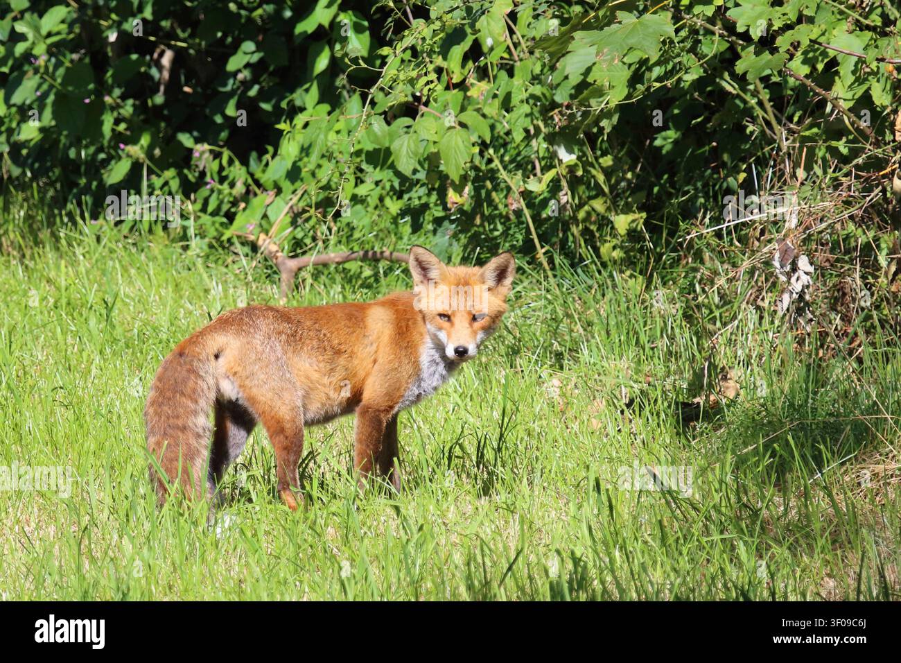 Rotfuchs / Red fox / Vulpes vulpes Stock Photo