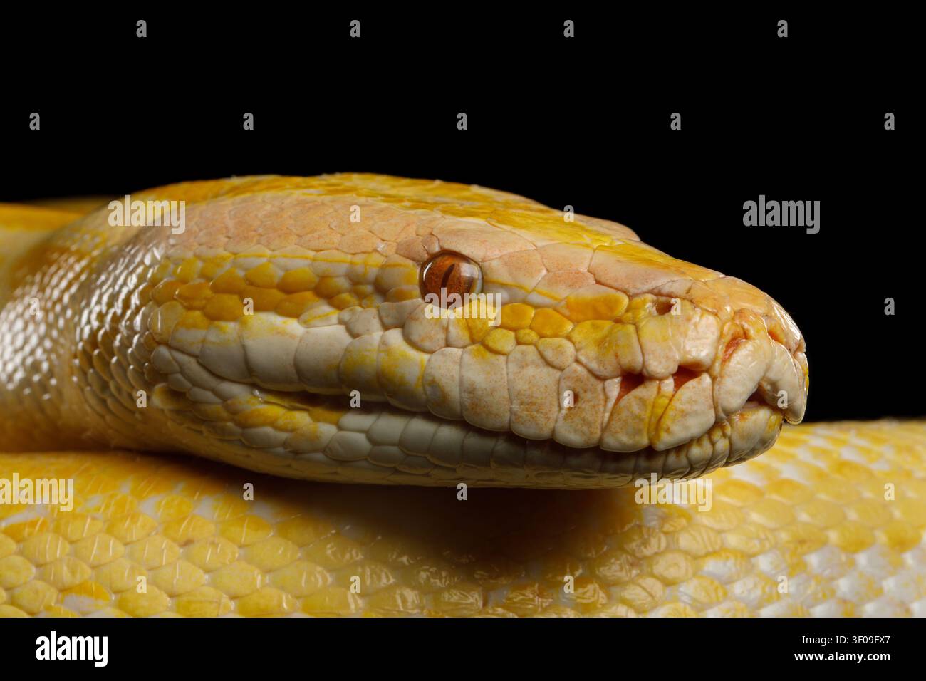 Close-up Head of Albino Python, Yellow skin Stock Photo