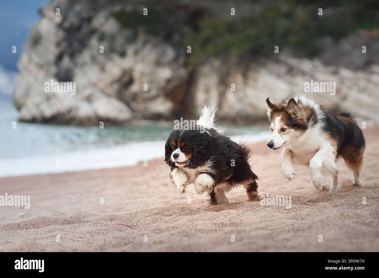 Collie spaniel hi-res stock photography and images - Alamy