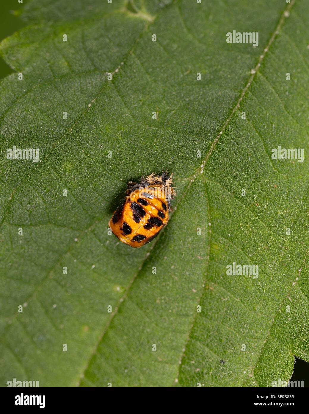 Biology - Invasive Species - Harmonia axyridis - Larva of the Invasive Asian Ladybug. High quality photo Stock Photo