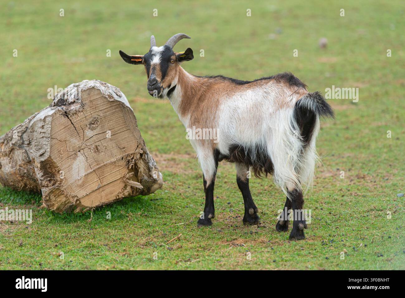 African pygmy Goat standing in a field Stock Photo