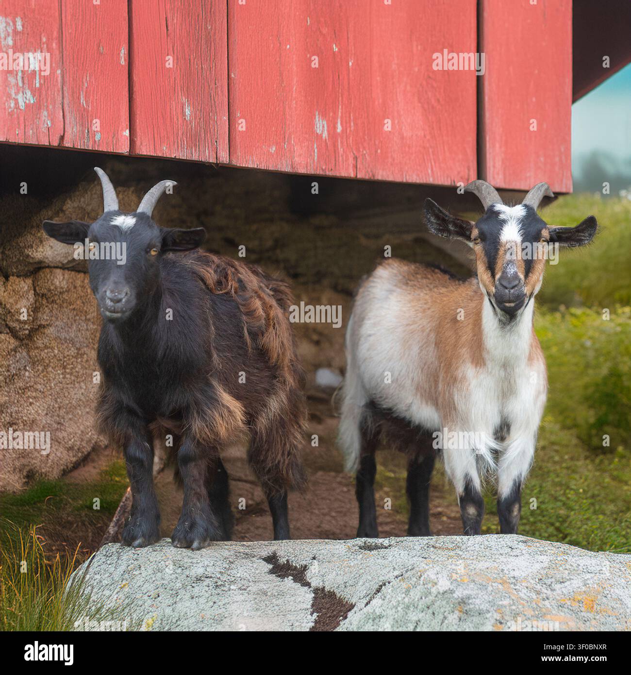 African Pygmy Goats Stock Photo