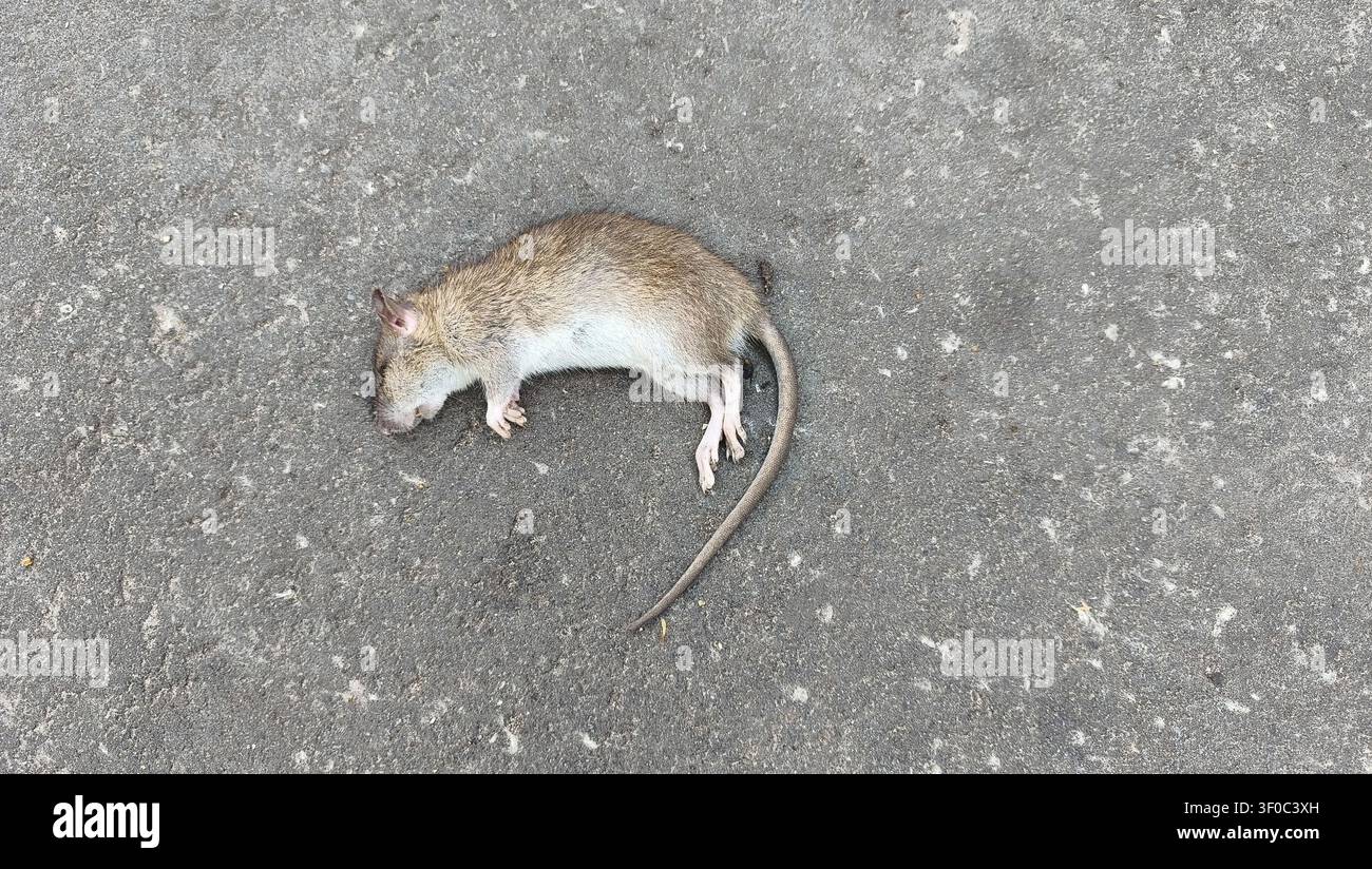 Dead rat lying on concrete pavement outdoor Stock Photo