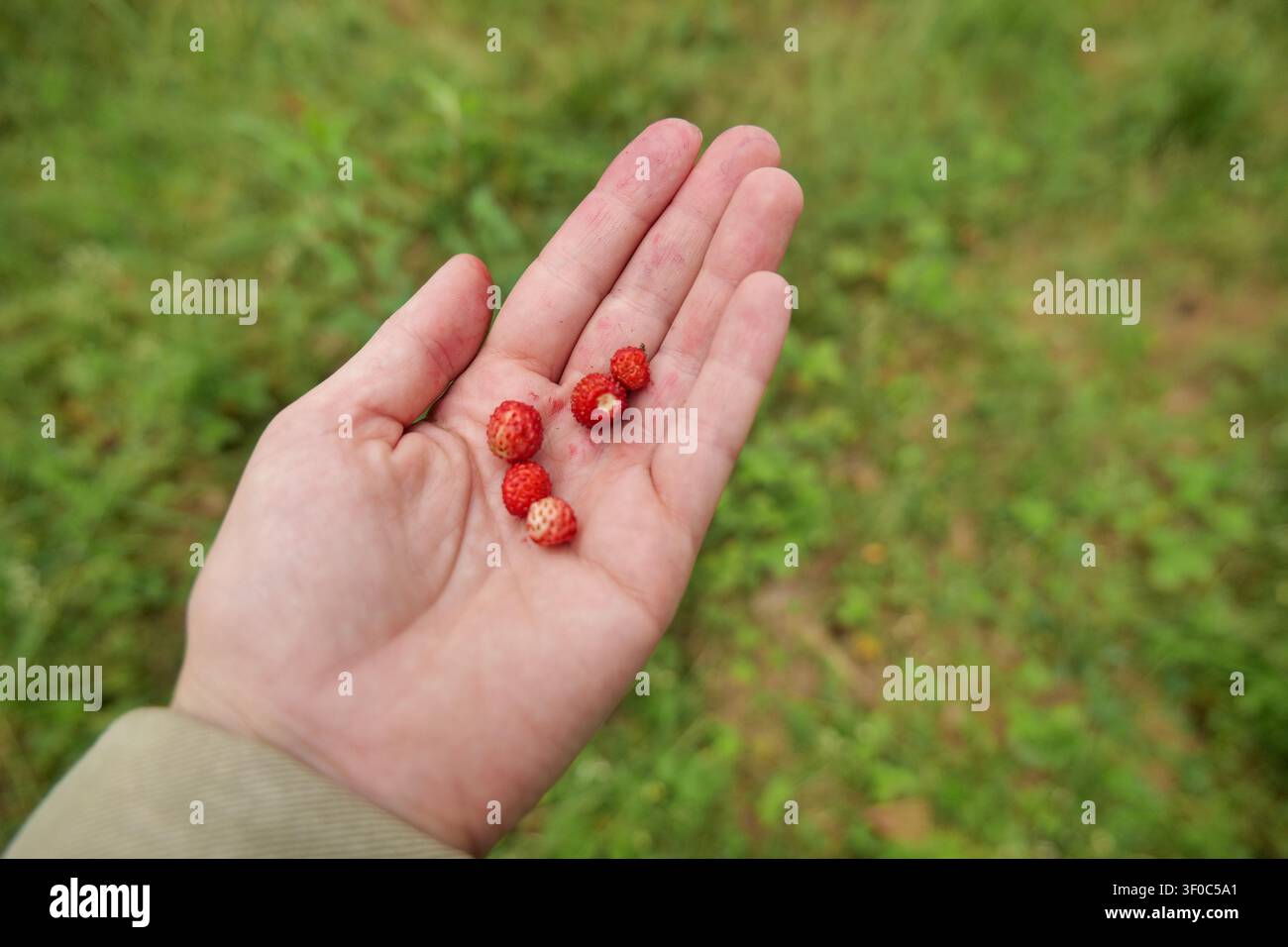 Freshly Picked Wild Berries in Hand Stock Photo
