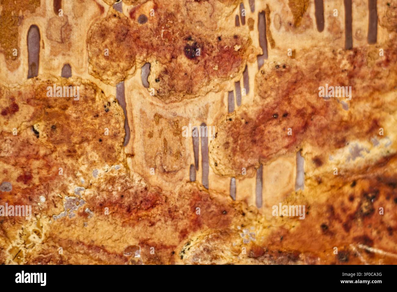 Close up birch bark texture Stock Photo