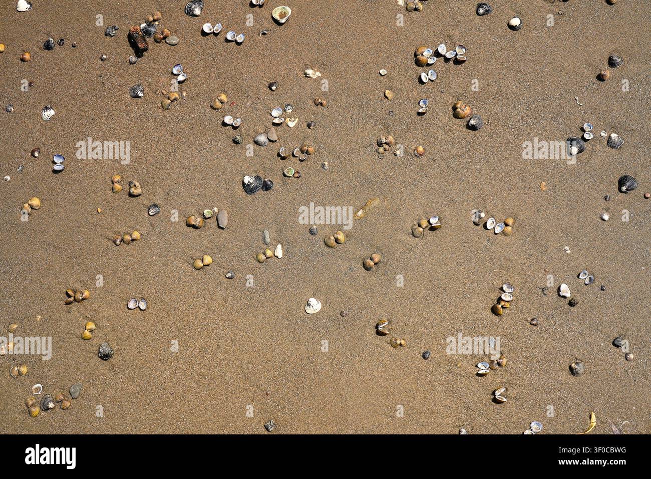 Asian clam shells Corbicula fluminea on a sandy river beach, grooved basket clam shell texture on the sand of Rhine river bank Stock Photo