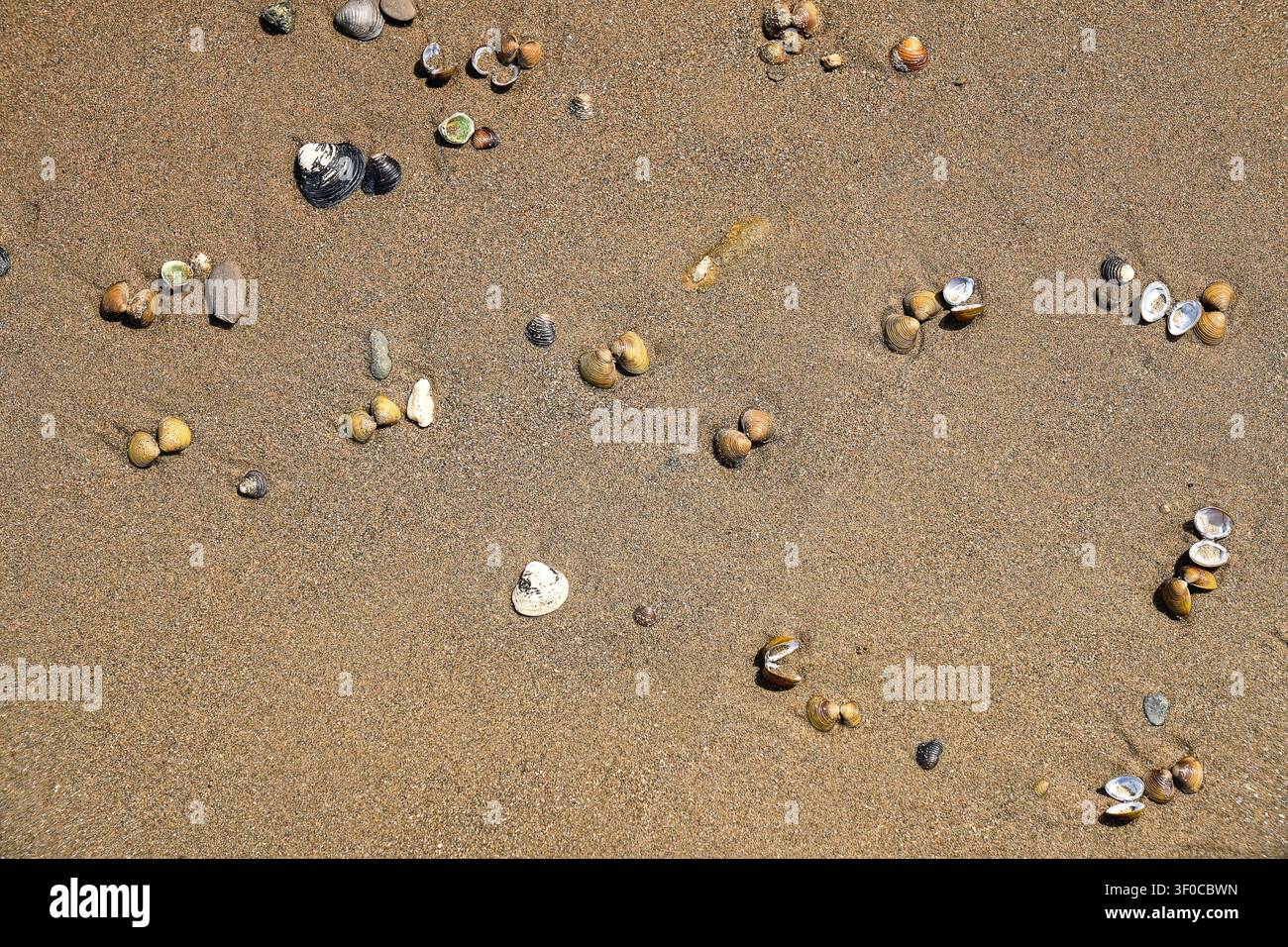 Asian clam shells Corbicula fluminea on a sandy river beach, grooved basket clam shell texture on the sand of Rhine river bank Stock Photo