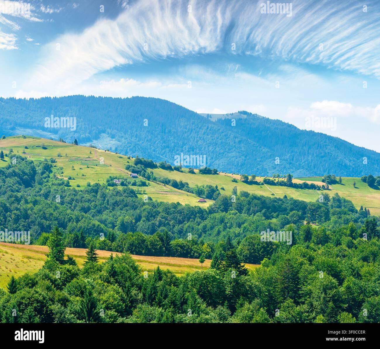 agricultural field on hillside in mountains near village. high noon summer day. green carpathian mountain landscape. narrow view. organic farmland bea Stock Photo