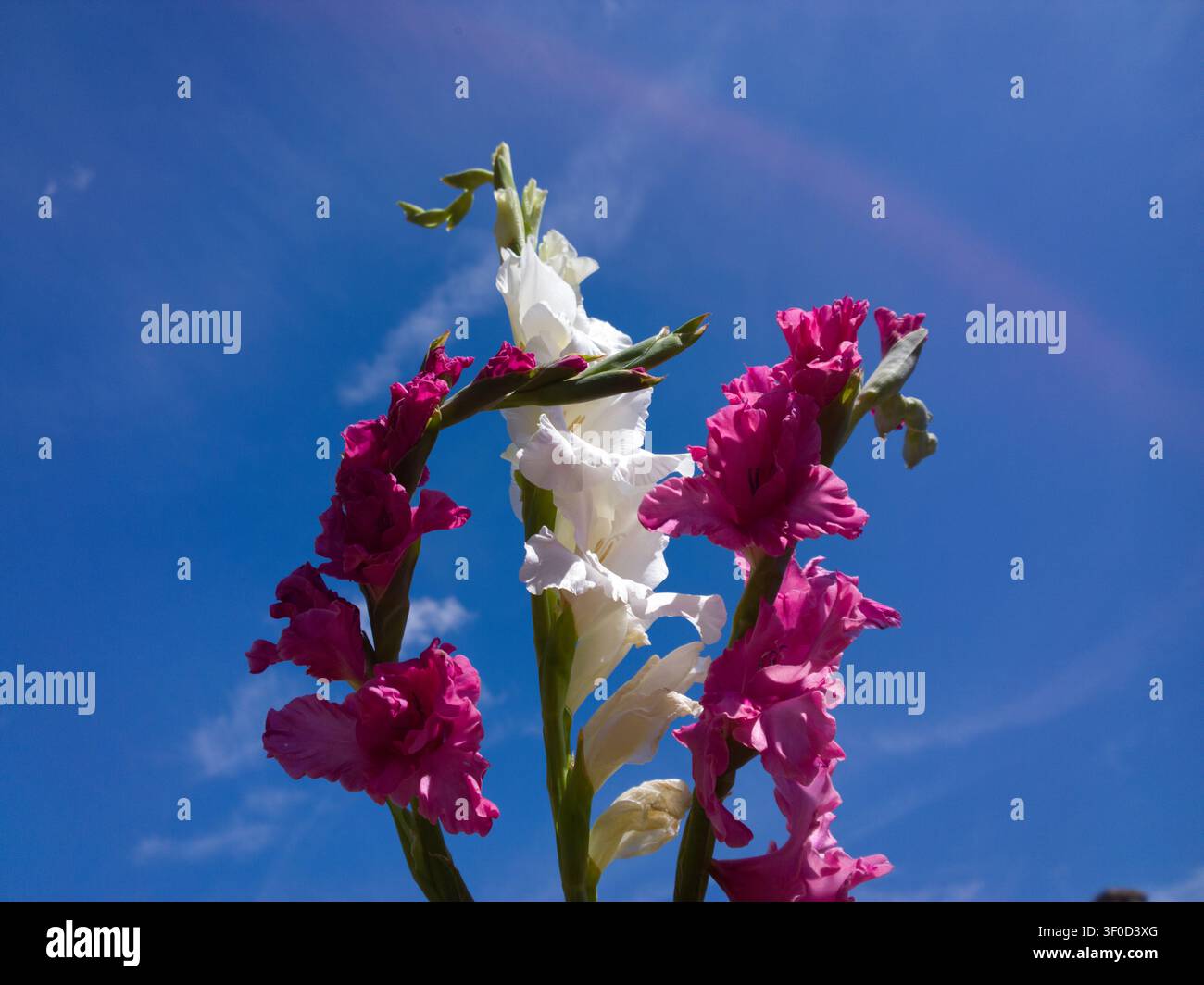 Vibrant pink and white gladiolus flowers blooming against a bright blue sky, beautiful low angle view of Gladiolus spikes in summer. Stock Photo
