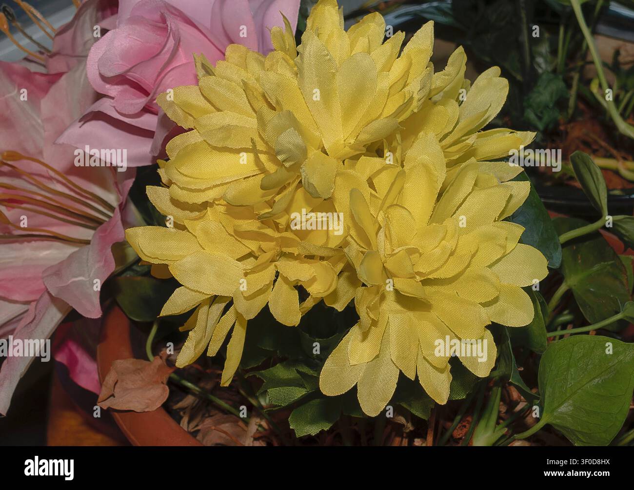 Blooming artificial yellow Chrysanthemum Stock Photo