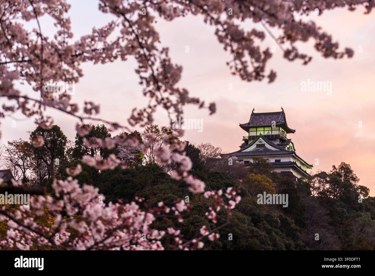 Japanese cherry blossoms sunset hi-res stock photography and images - Alamy