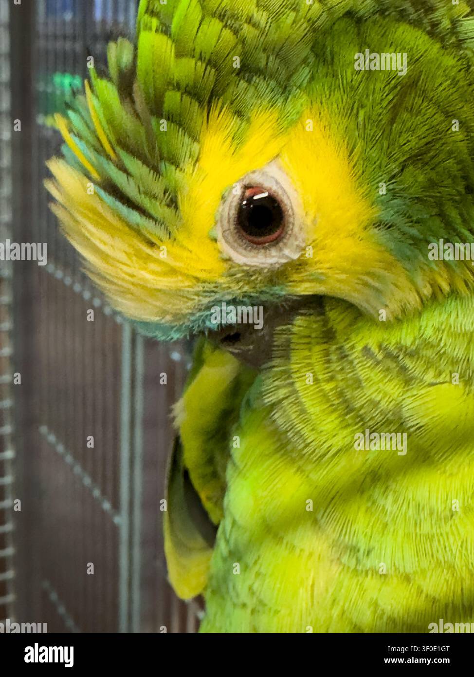 Extreme Macro Close Up of a Green and Yellow Parrot Eye and Feathers - Smartphone Captured Stock Image
