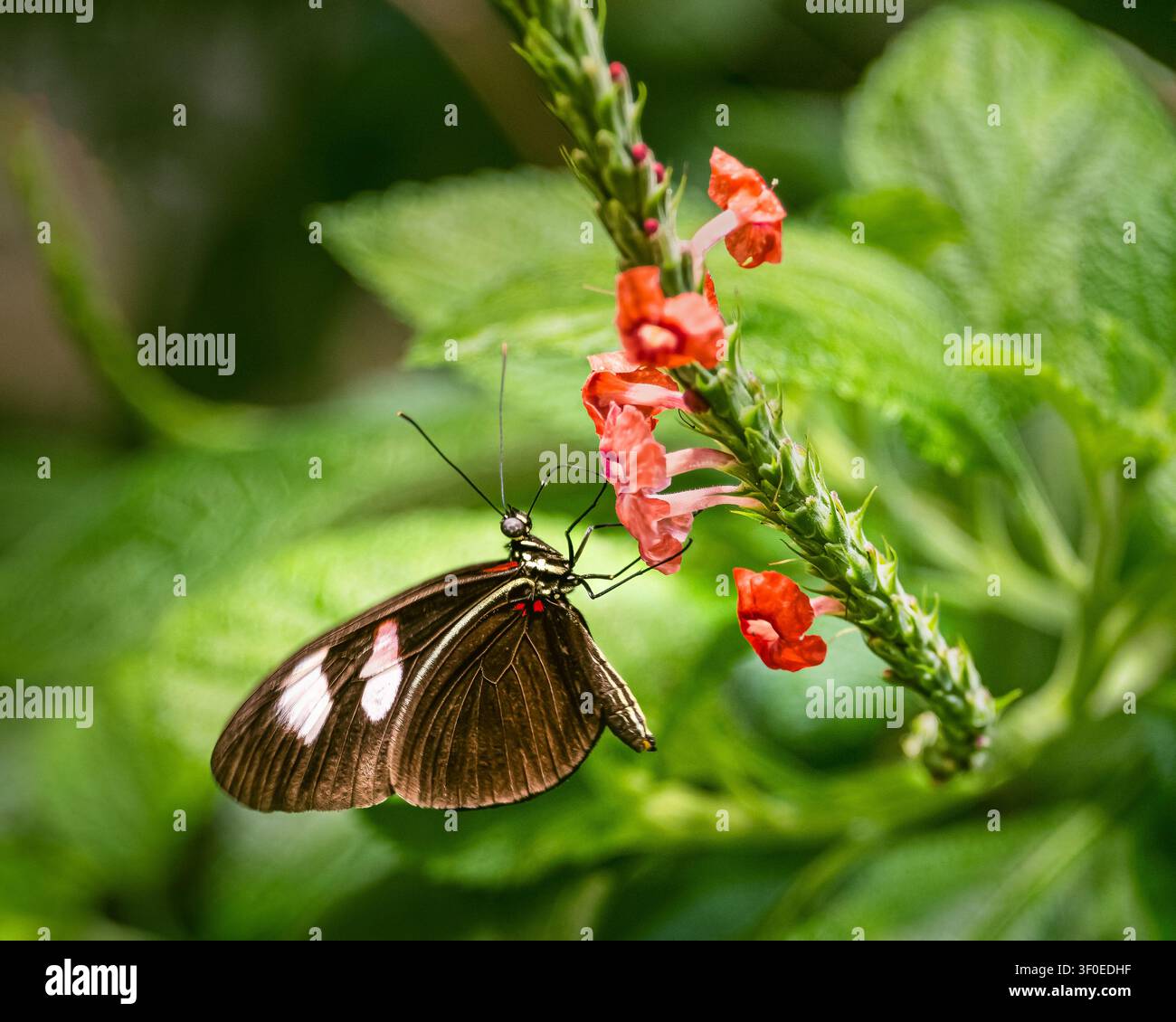 Postman butterfly feeding on red flowers in lush tropical garden setting Stock Photo