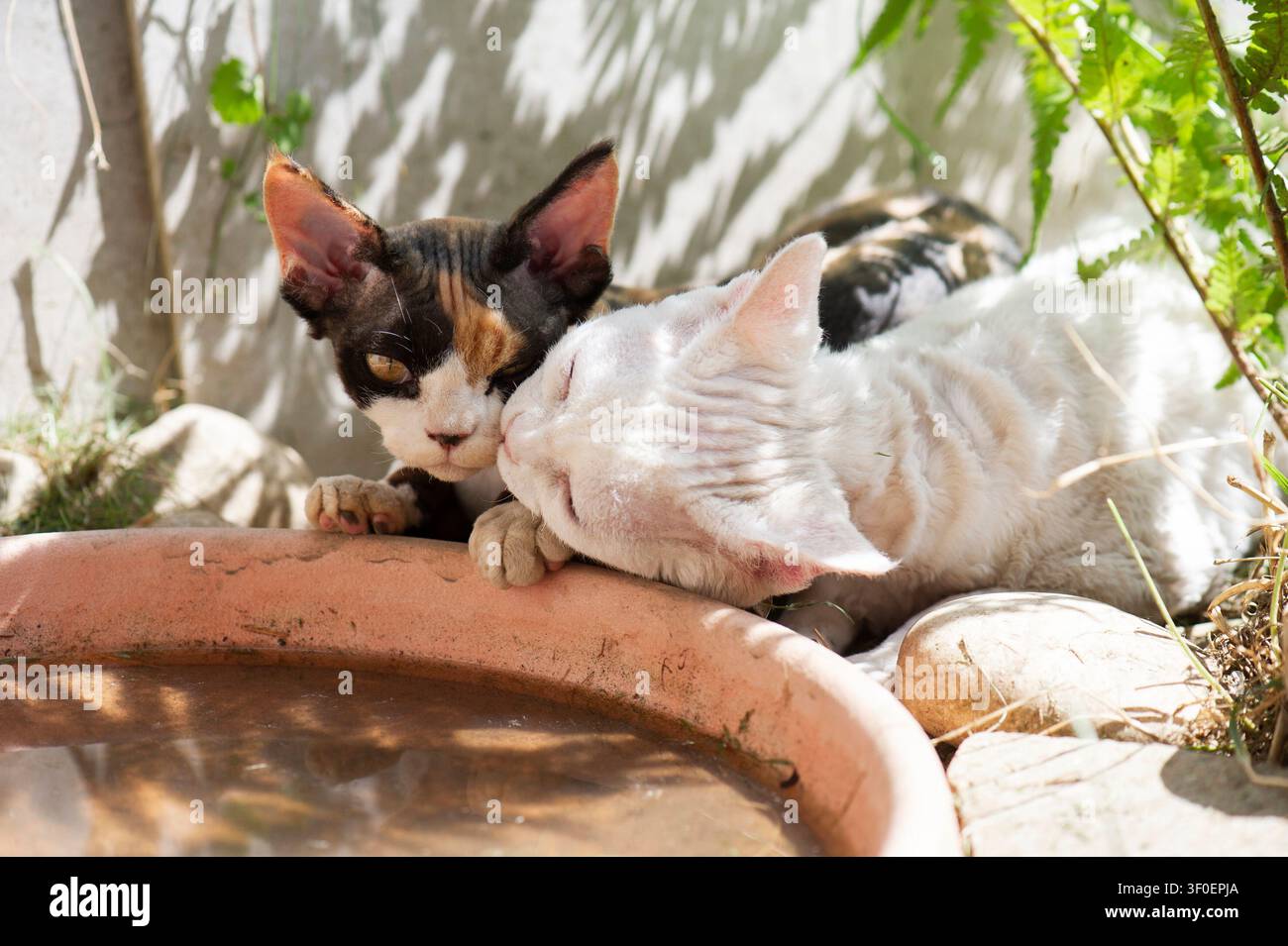 Devon Rex cat in the sunny garden Stock Photo