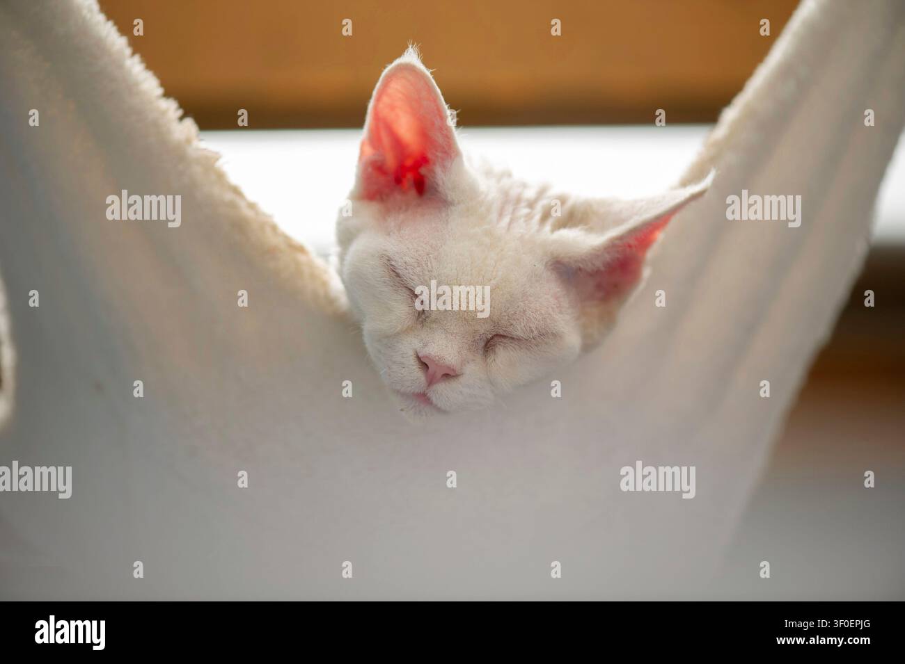 Portrait of a sleeping white Devon Rex cat Stock Photo