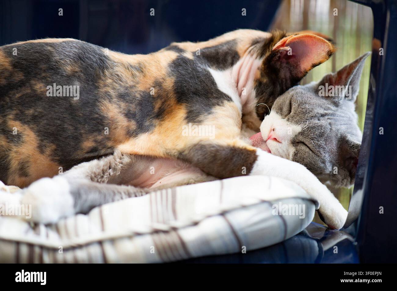 Two Devon Rex kittens lying together on a chair Stock Photo