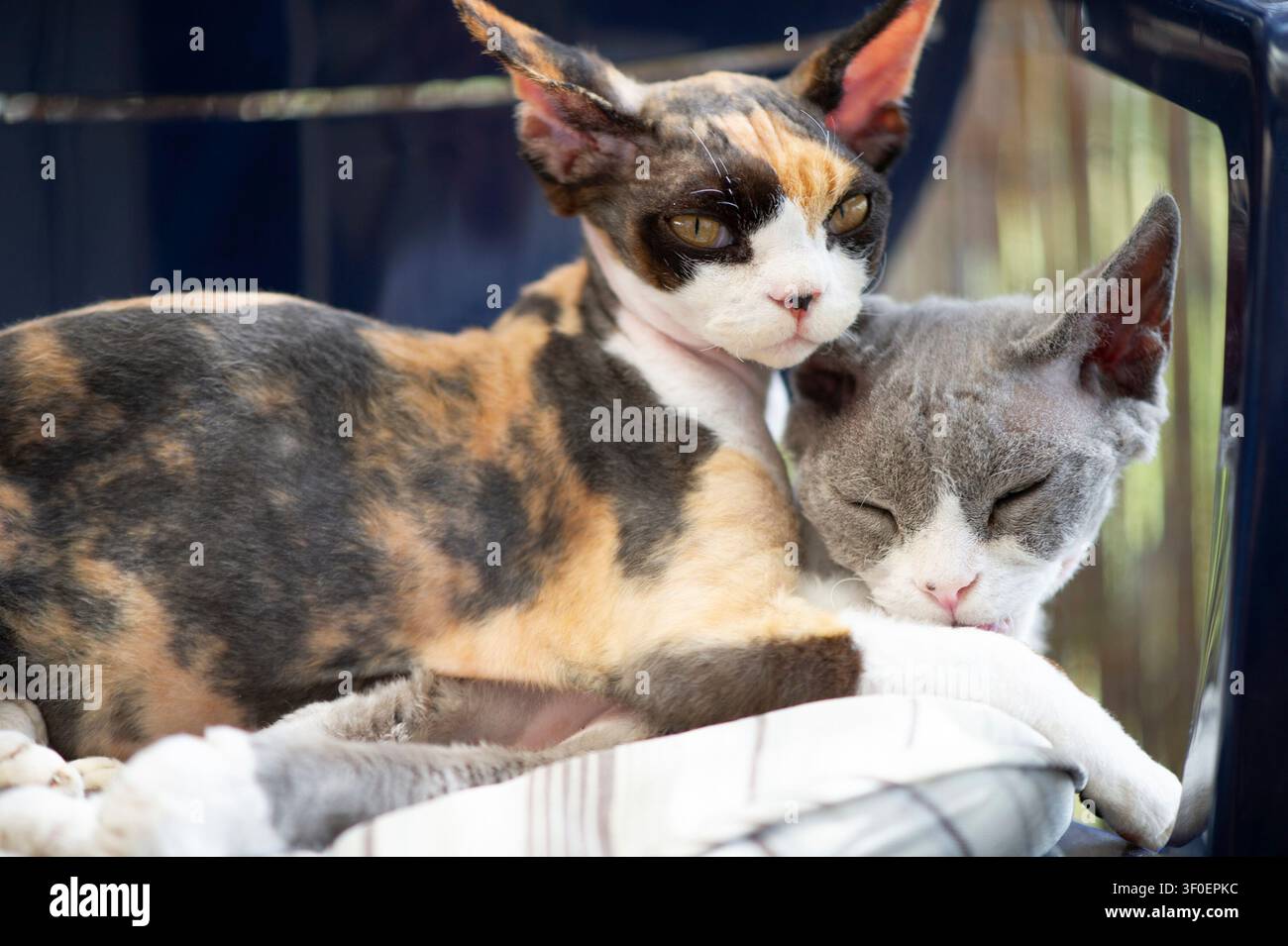 Two Devon Rex kittens lying together on a chair Stock Photo