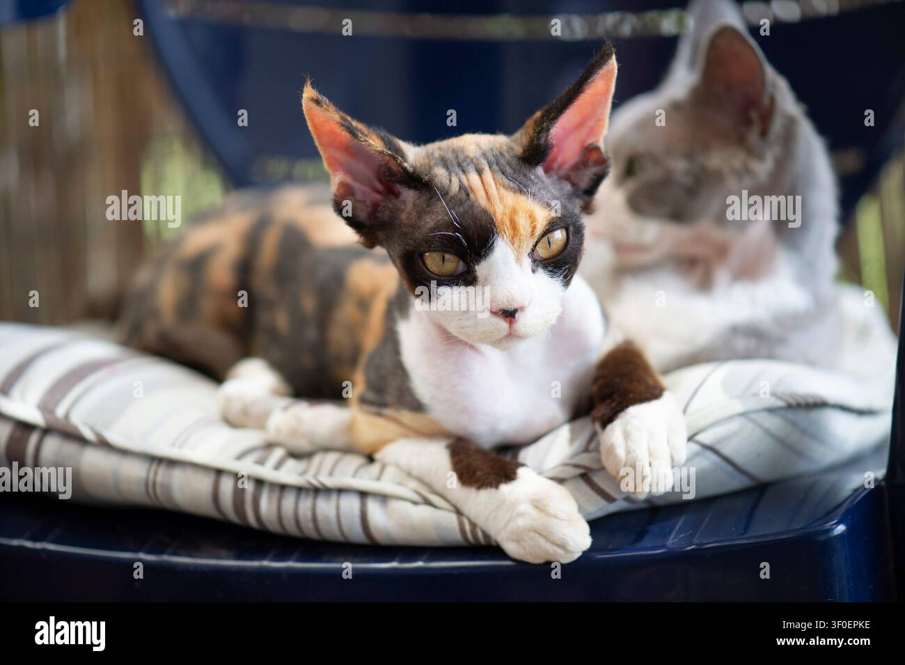 Two Devon Rex kittens lying together on a chair Stock Photo