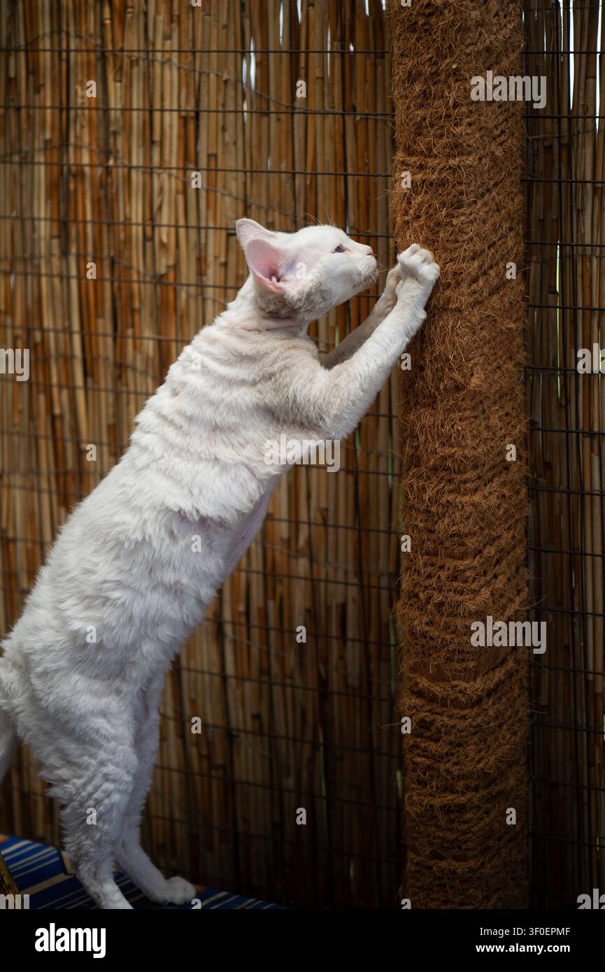White Devon Rex cat on its scratching post on the terrace Stock Photo