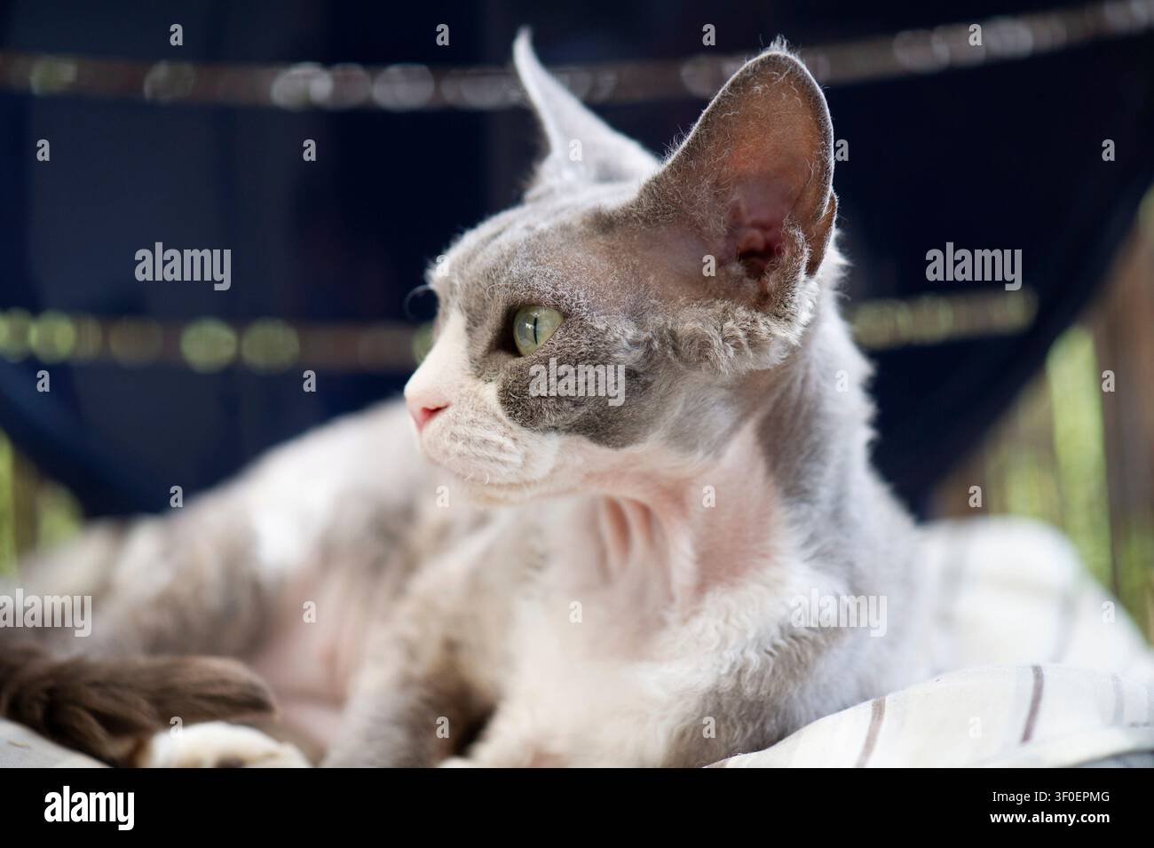 Young blue and white Devon Rex cat Stock Photo