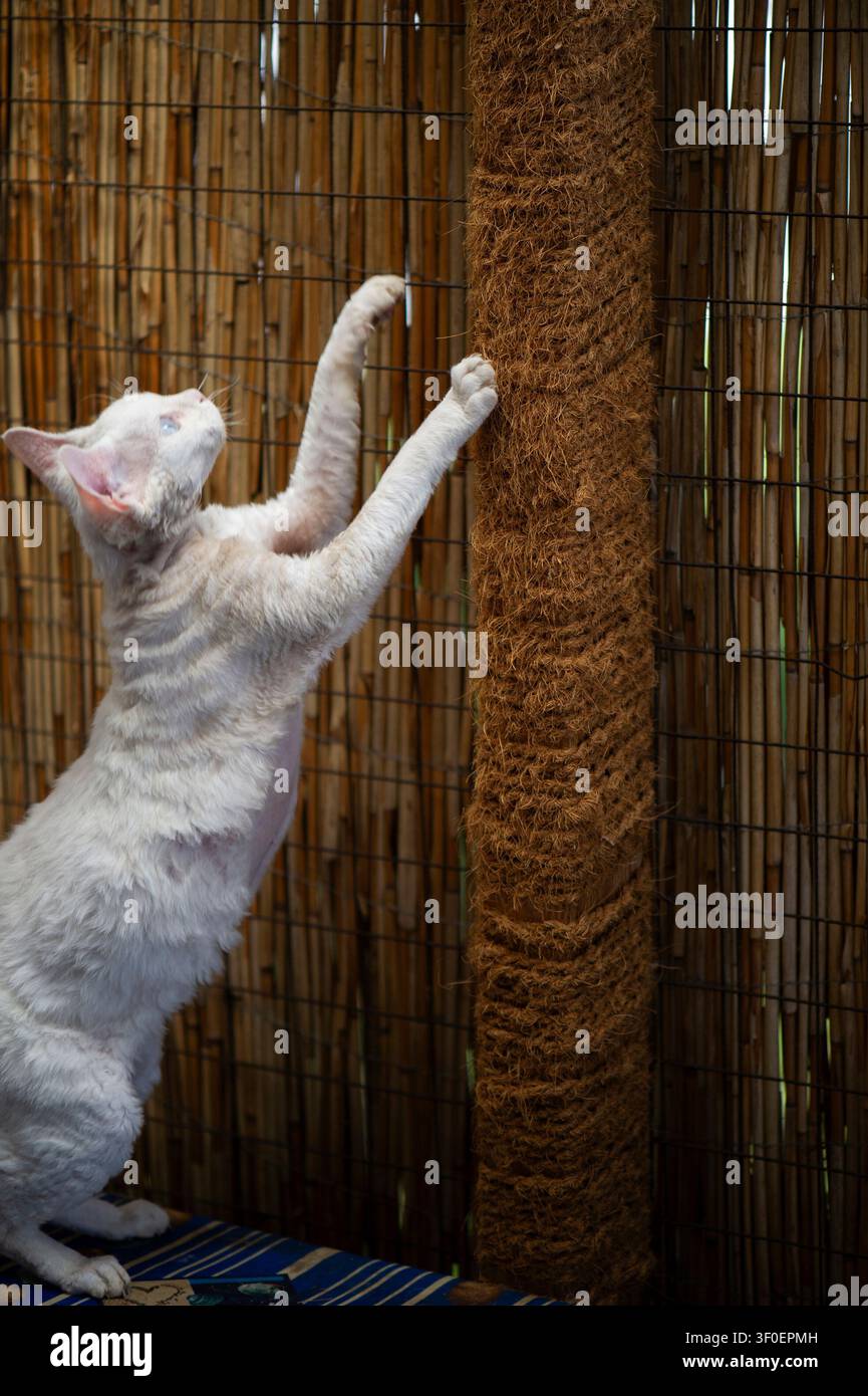 White Devon Rex cat on its scratching post on the terrace Stock Photo