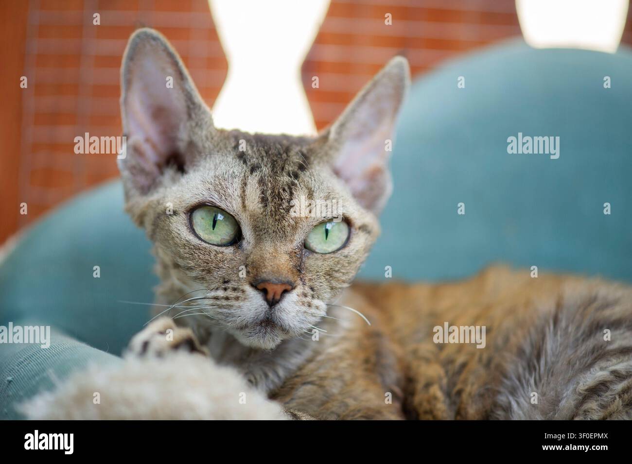 Devon Rex cat on her cat sofa on the balcony Stock Photo