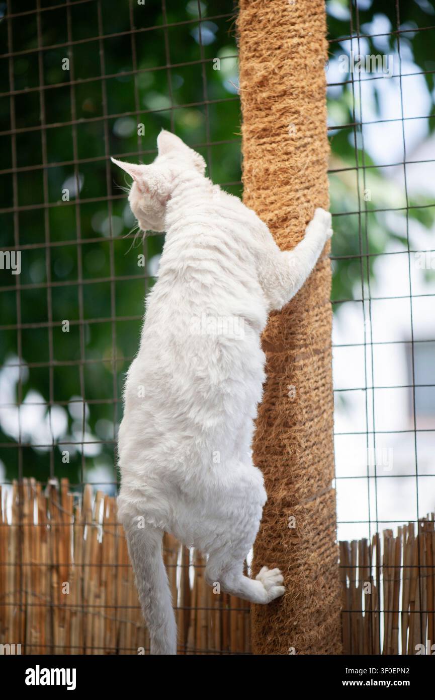 White Devon Rex cat on its scratching post on the terrace Stock Photo