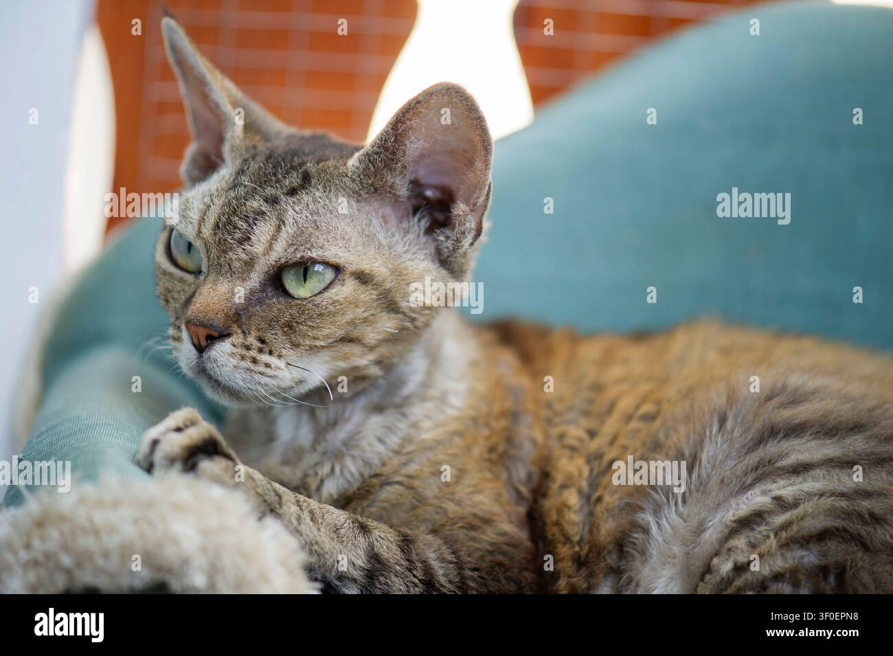 Devon Rex cat on her cat sofa on the balcony Stock Photo