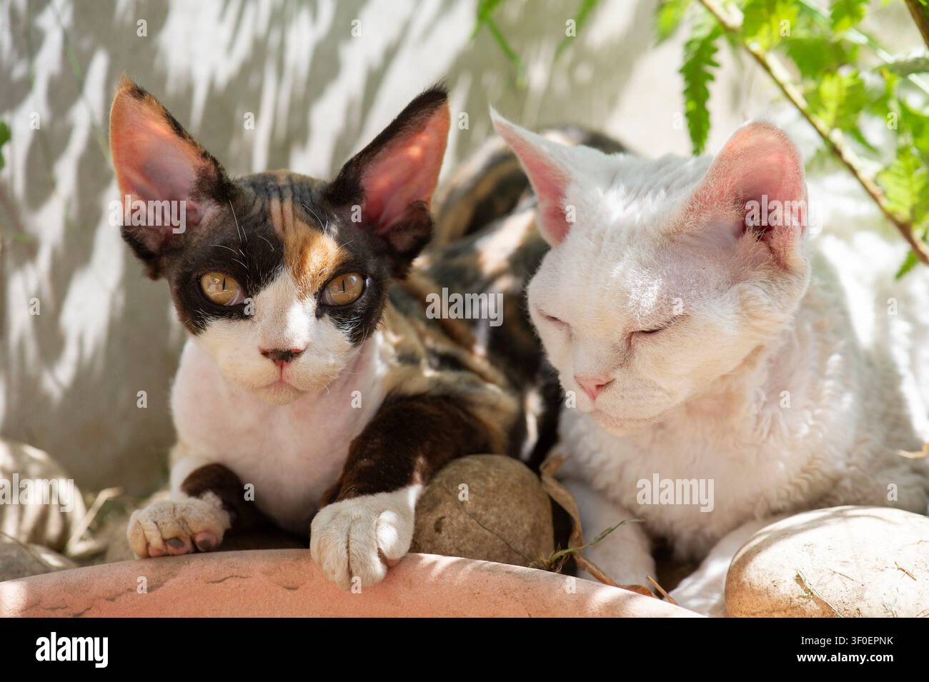 Devon Rex cat in the sunny garden Stock Photo