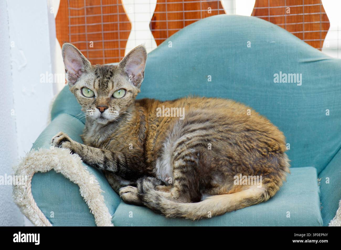 Devon Rex cat on her cat sofa on the balcony Stock Photo