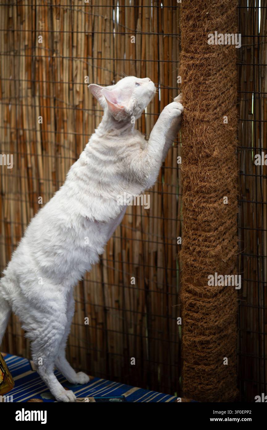 White Devon Rex cat on its scratching post on the terrace Stock Photo