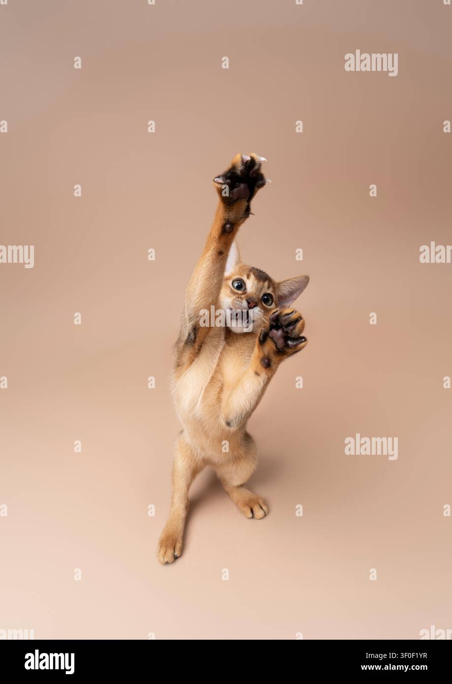 abyssinian kitten playing making funny moves on neutral studio background with copy space Stock Photo