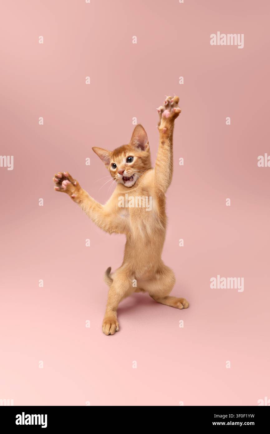abyssinian kitten playing making funny moves on neutral studio background with copy space Stock Photo