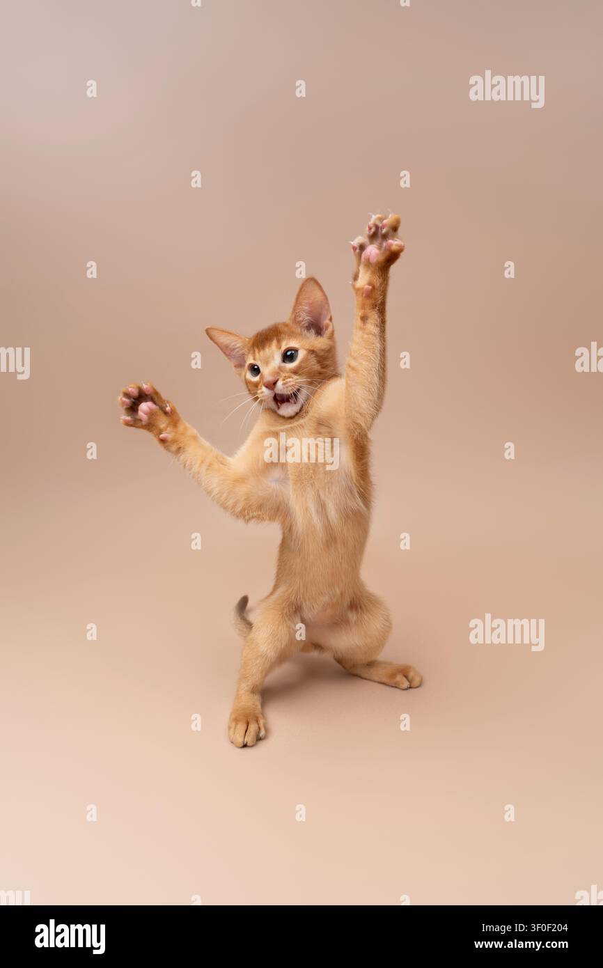 abyssinian kitten playing making funny moves on neutral studio background with copy space Stock Photo