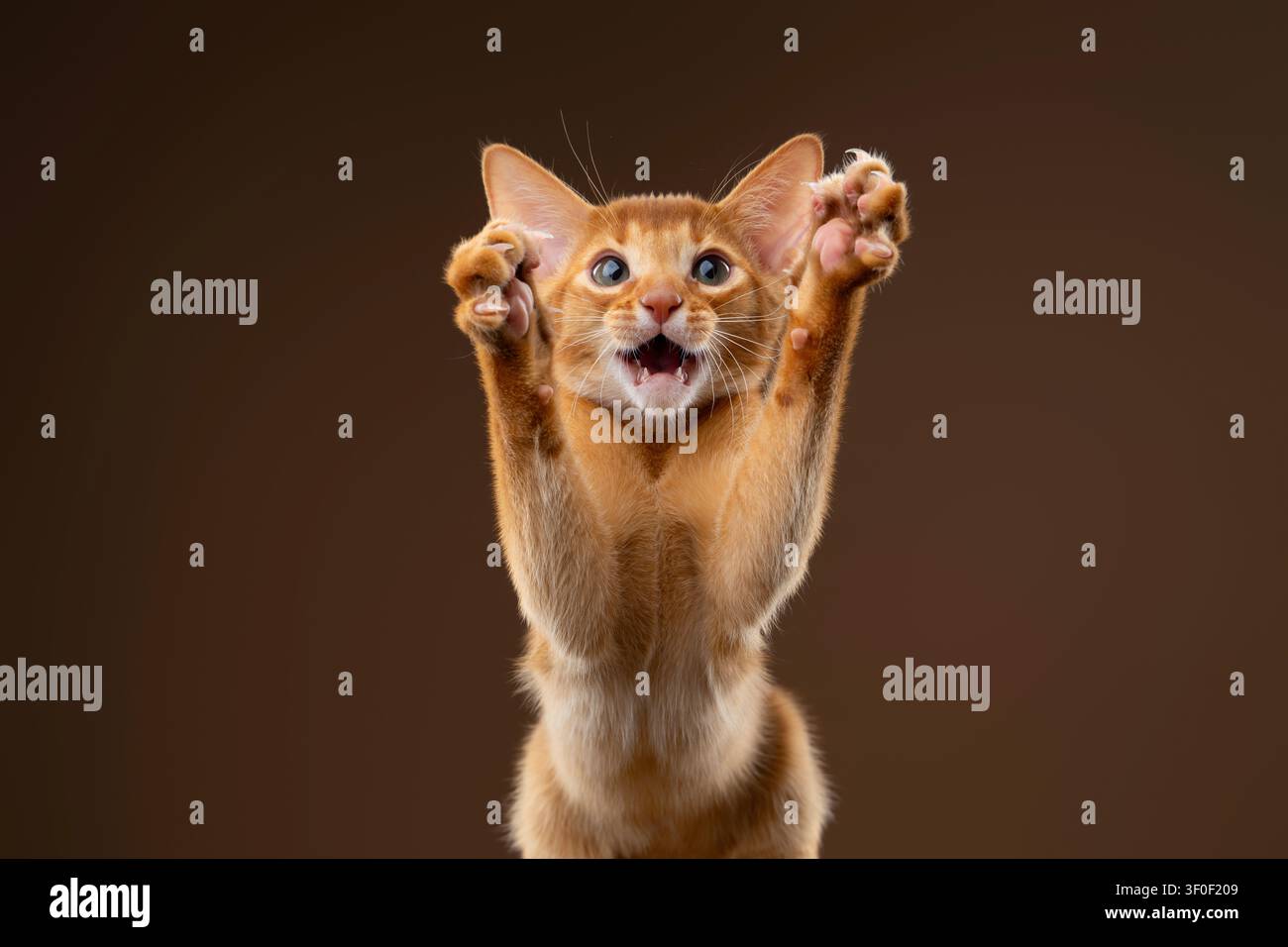abyssinian kitten playing wildly with mouth open and raised paws, studio shot on brown background with copy space Stock Photo