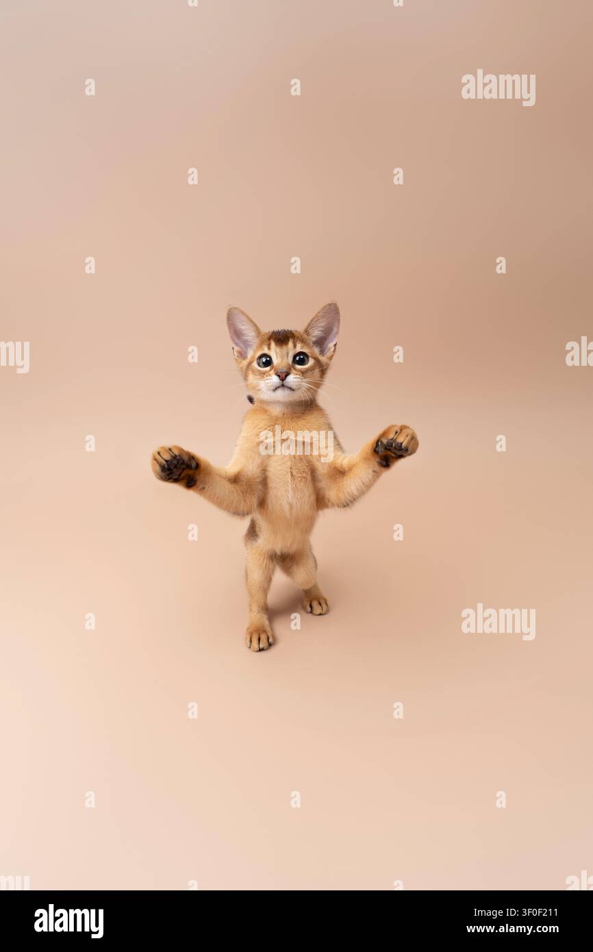 abyssinian kitten playing making funny moves on neutral studio background with copy space Stock Photo