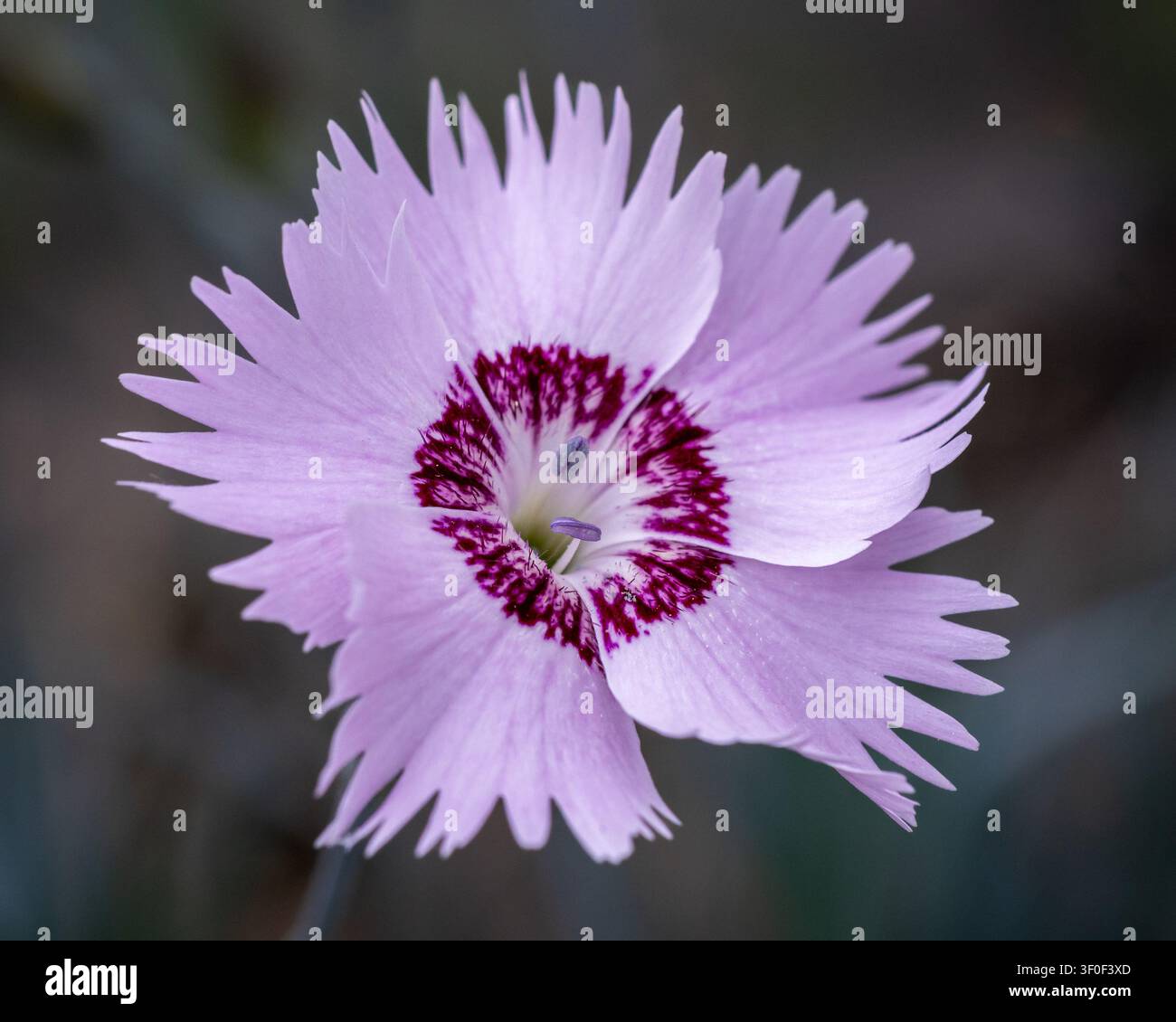 Pink Dianthus Flower Macro Close-Up Stock Photo