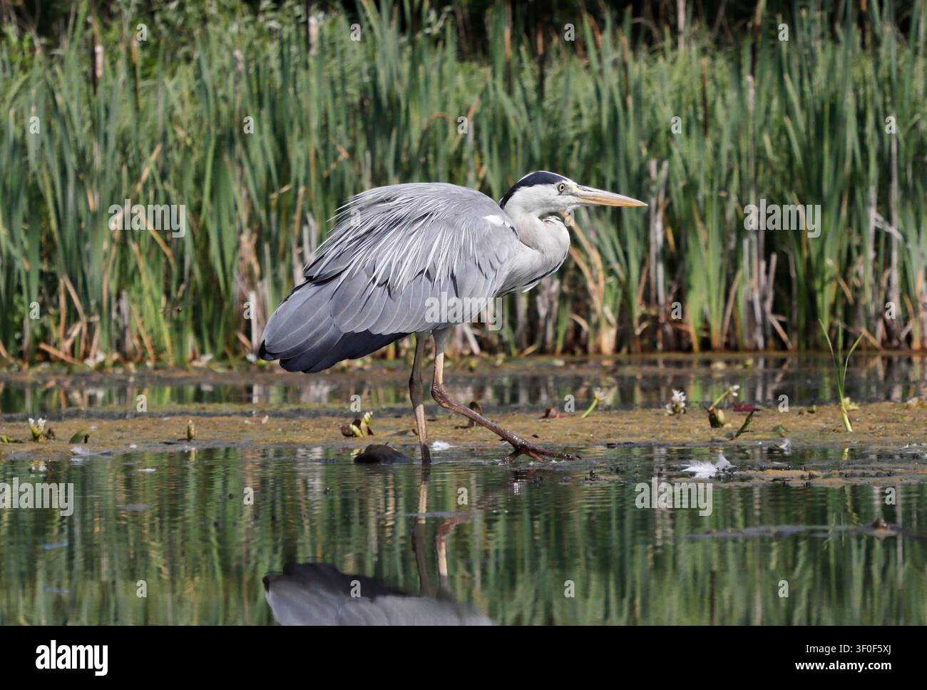 GREY HERON stalking fish prey, UK. Stock Photo