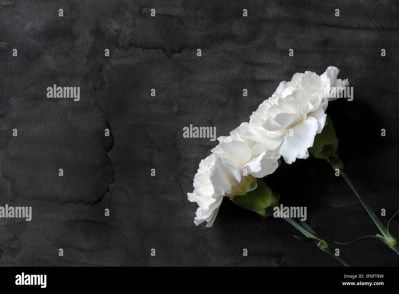 White Carnations on Dark Textured Watercolor Background Stock Photo
