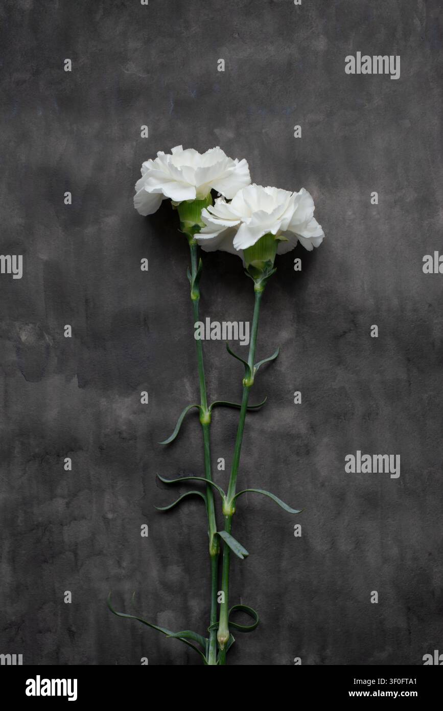 White Carnations on Dark Textured Watercolor Background Stock Photo